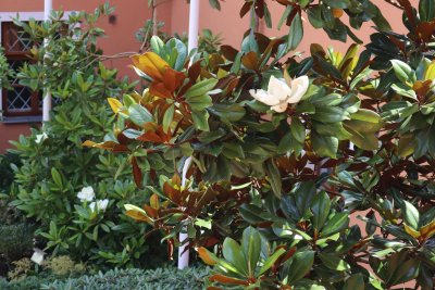 Magnolia grandiflora 'Edith Bouge' - šácholán - olistění a květ